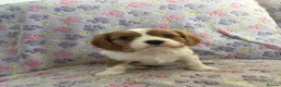 Cavalier King Charles Spaniel dogs for sale: Cavalier King Charles spaniel puppies❤️ - Advert 19