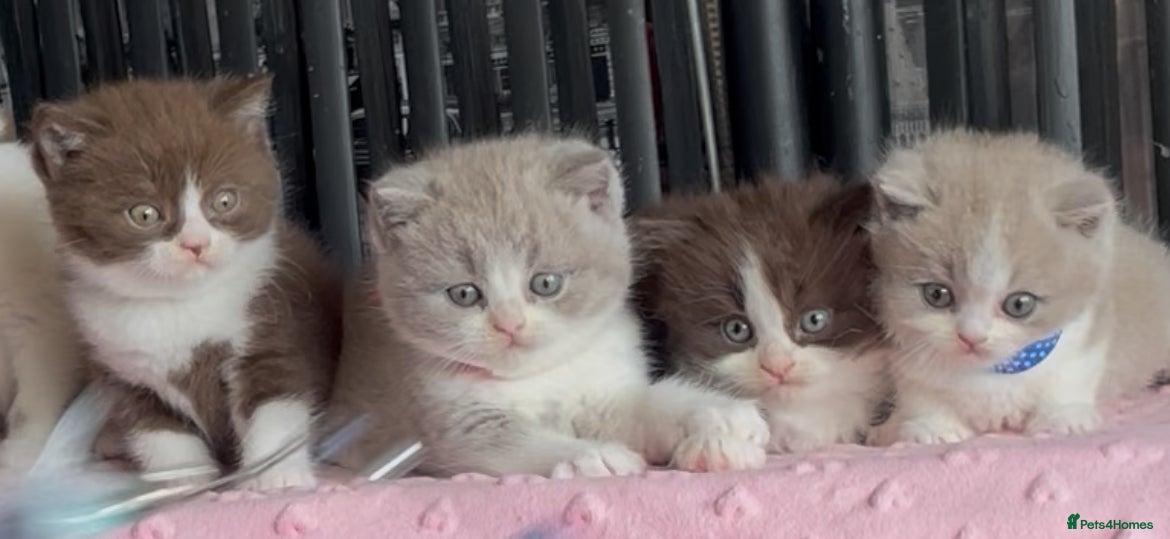 British Shorthair cats for sale: Beautiful BSH Champion line Kittens  - Advert 13