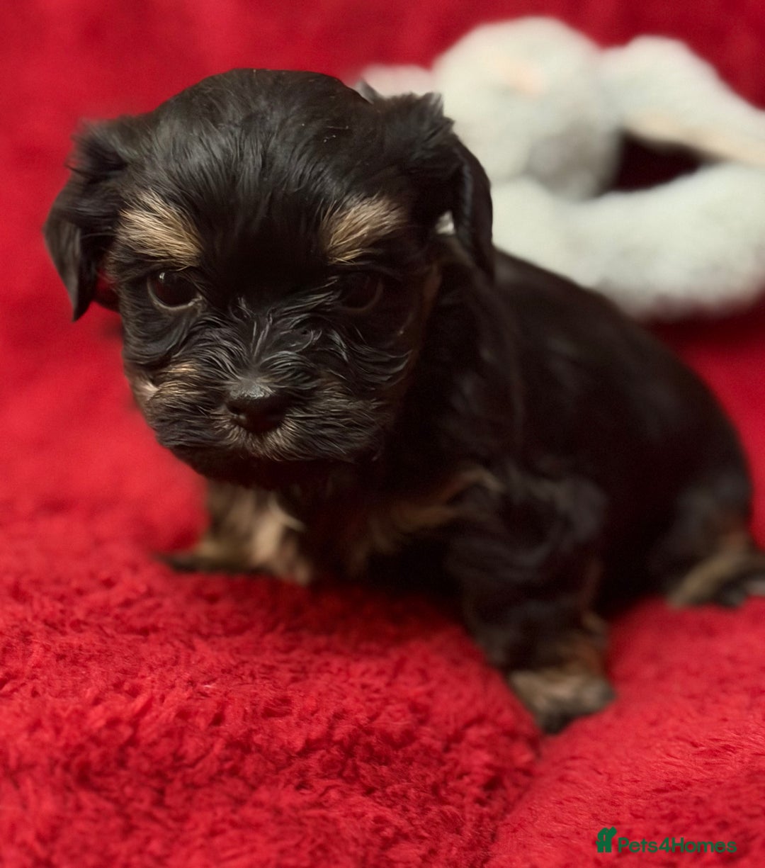 Havanese dogs for sale: Beautiful Havanese Puppies  - Image 13