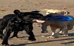 Labrador Retriever dogs for sale: Labrador pups - Image 20