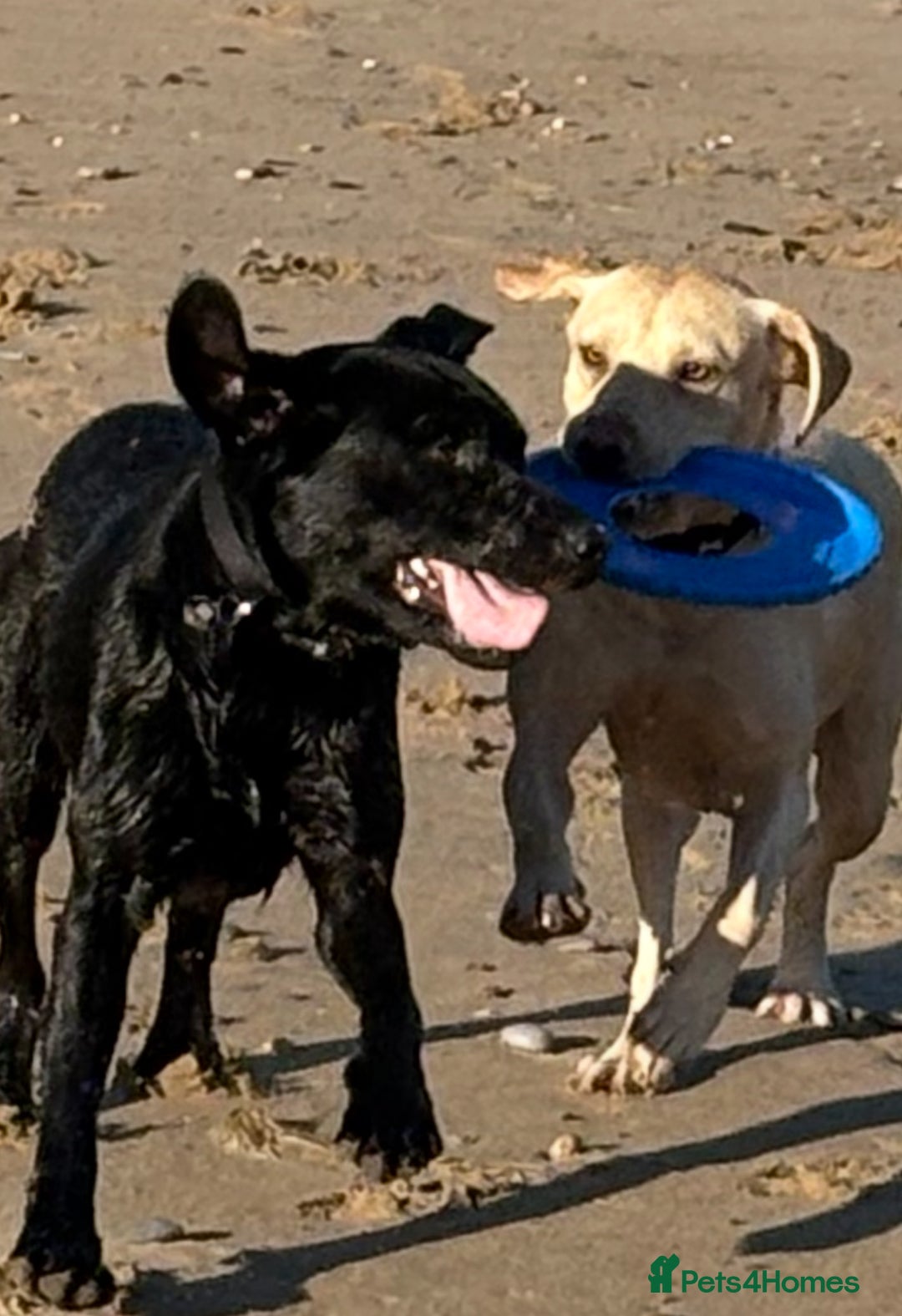 Labrador Retriever dogs for sale: Labrador pups - Image 20