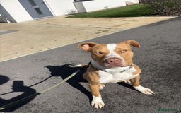 Mixed Breed dogs for sale: 10 month old American bulldog cross mastiff  - Image 4