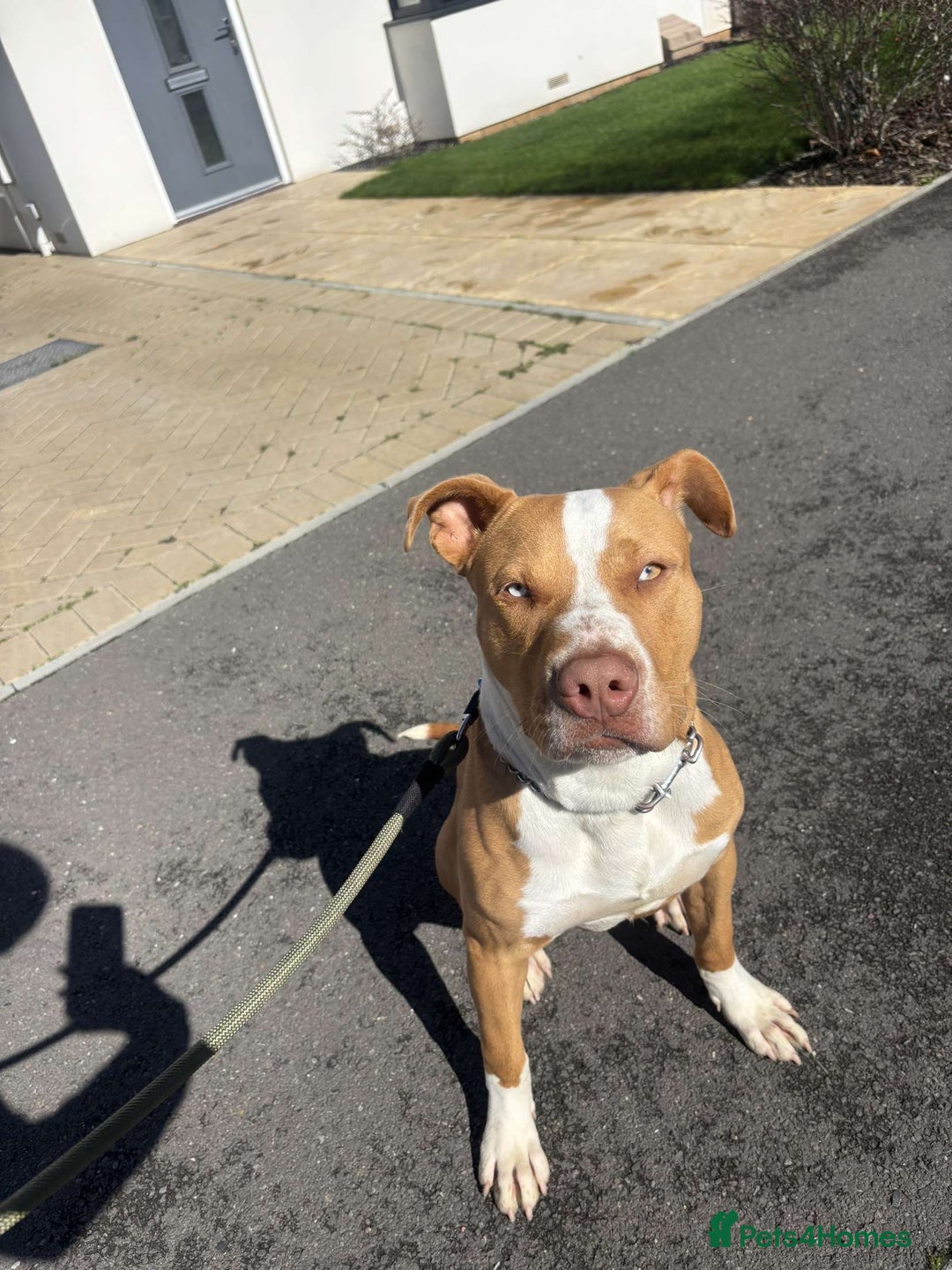 Mixed Breed dogs for sale: 10 month old American bulldog cross mastiff  - Image 4