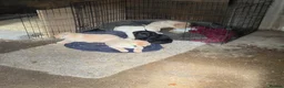 Labrador Retriever dogs for sale: 4 beautiful Labrador boys for family/work buddy in Aberaeron - Advert 3
