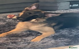 German Shepherd dogs for sale: Will you give her a forever home? - Image 1