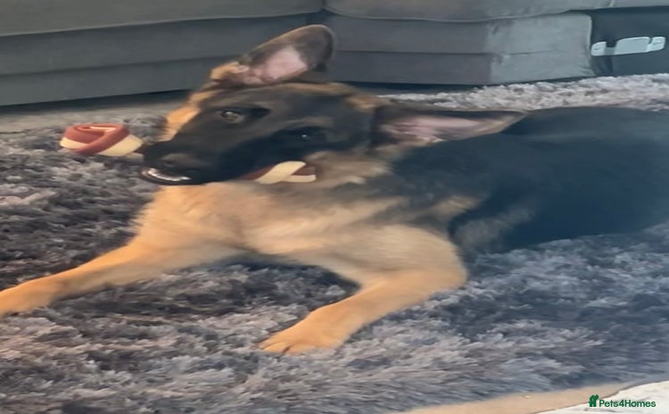 German Shepherd dogs - Advert 10