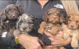Cavapoo dogs for sale: Cavapoos boys and girls  - Image 6