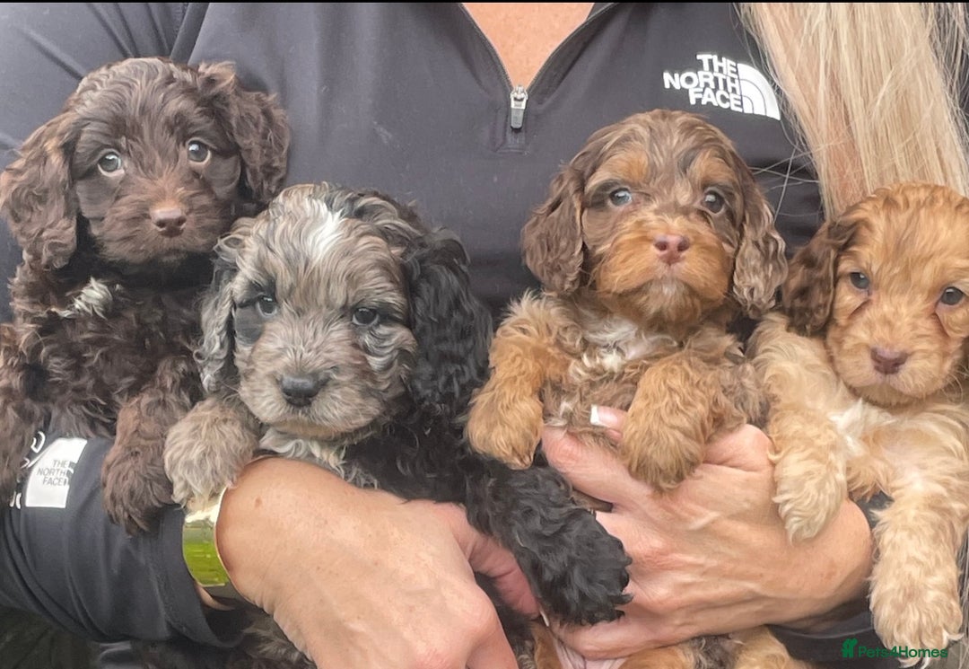 Cavapoo dogs for sale: Cavapoos boys and girls  - Image 6