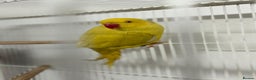 Ringnecks birds for sale: Yellow Lutino Ringneck Parrot - Advert 2