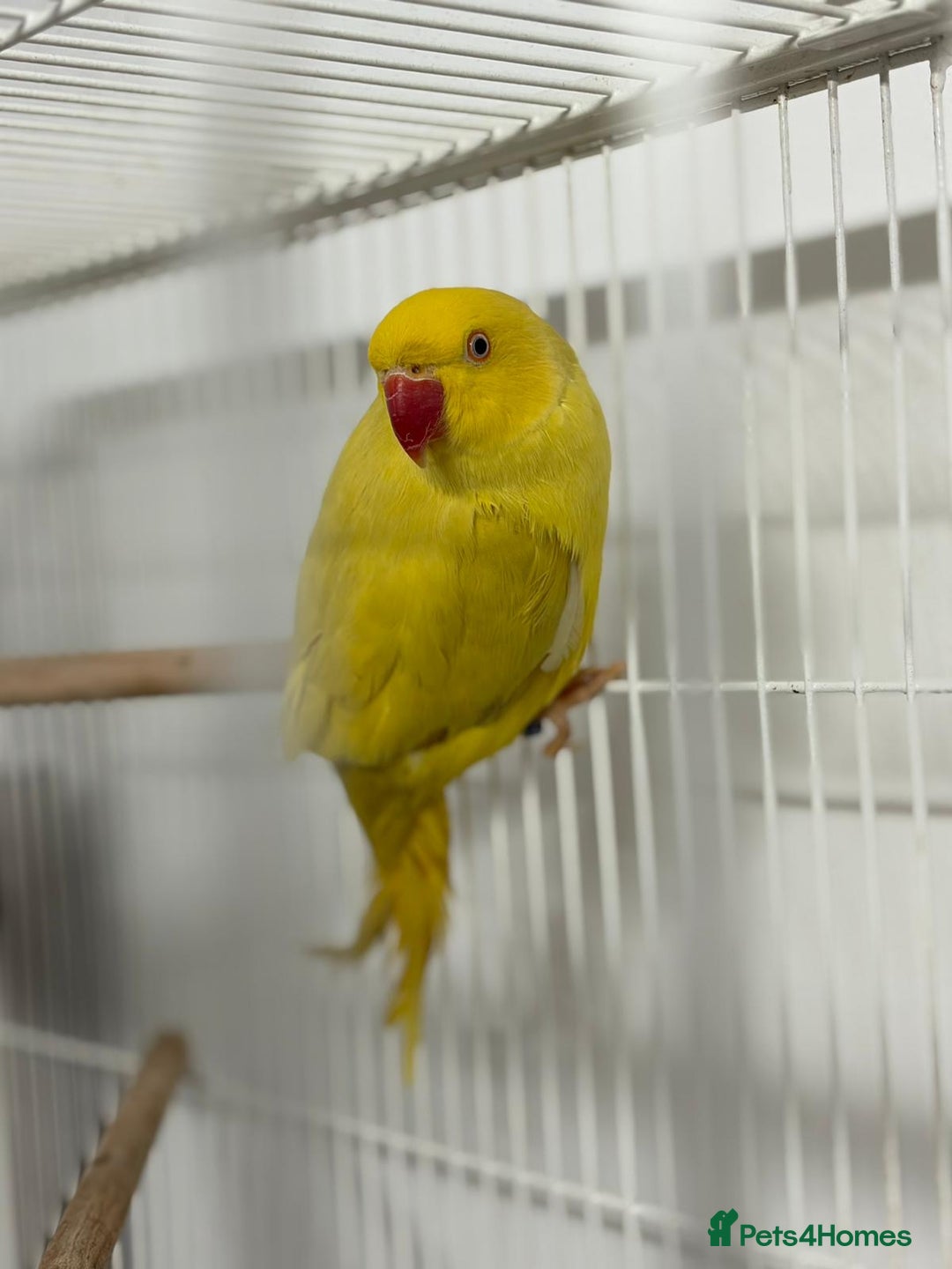 Ringnecks birds for sale: Yellow Lutino Ringneck Parrot - Advert 2