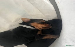 Yorkshire Terrier dogs for sale: Mini Yorkshire Terrier, blue skin tan - Image 13