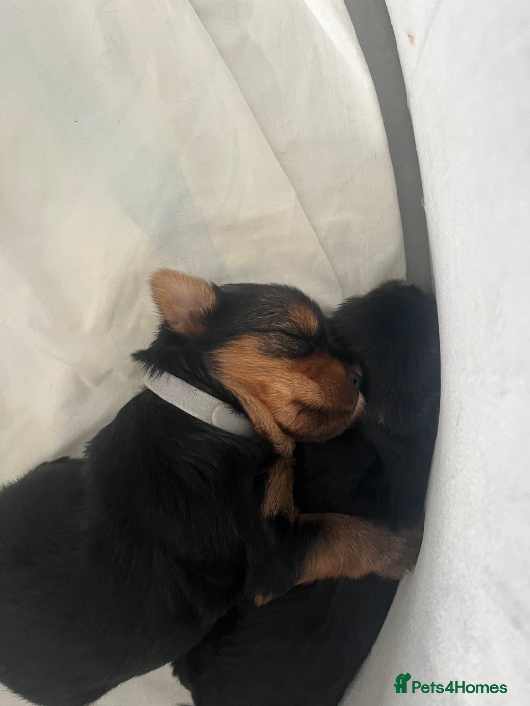 Yorkshire Terrier dogs for sale: Mini Yorkshire Terrier, blue skin tan - Image 13