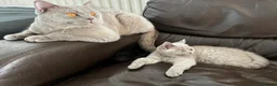 British Shorthair cats for sale: Two British shorthair boy and girl - Advert 6