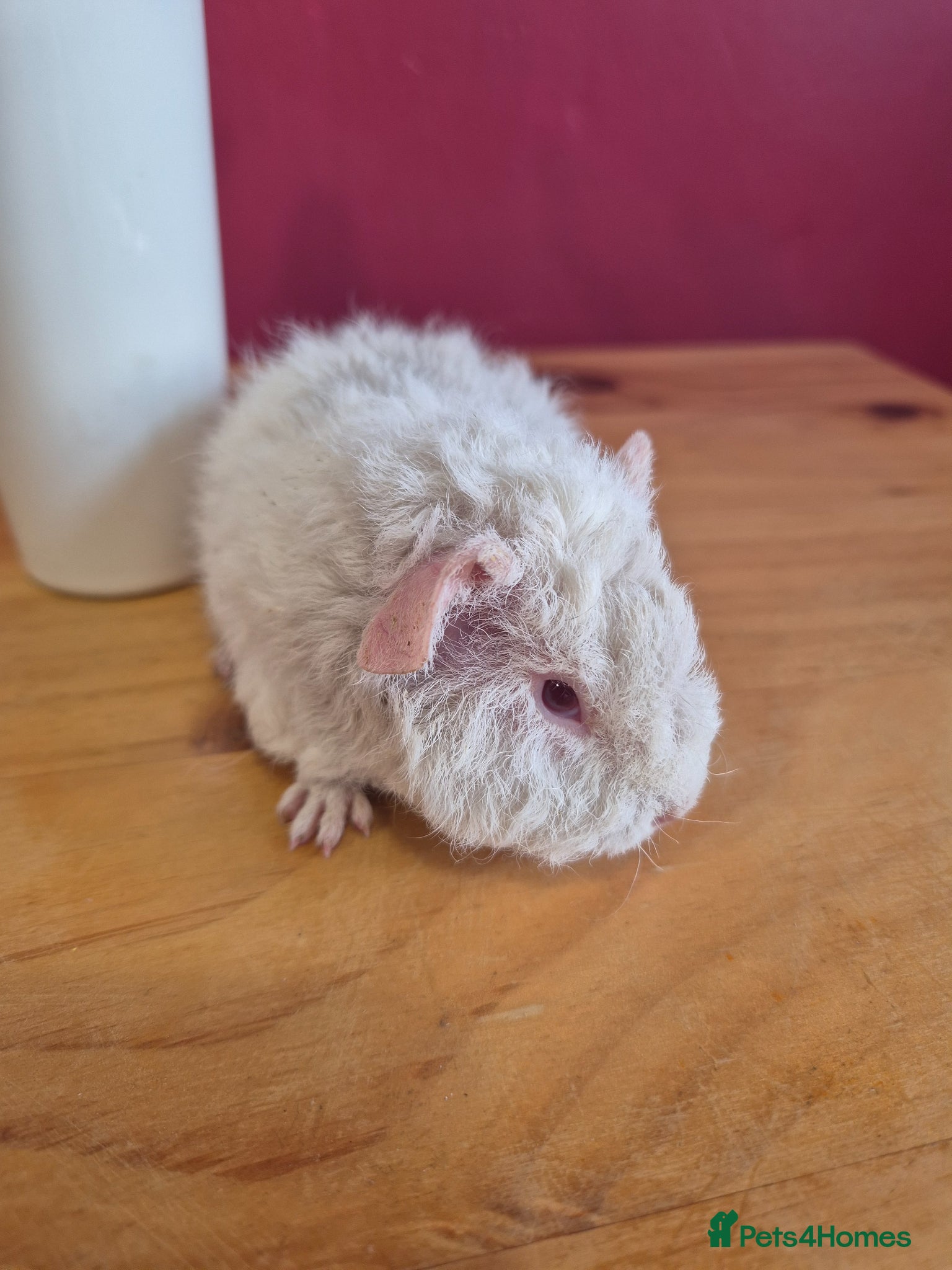 Guinea Pig rodents White and light grey male teddy guinea pig - Advert 2