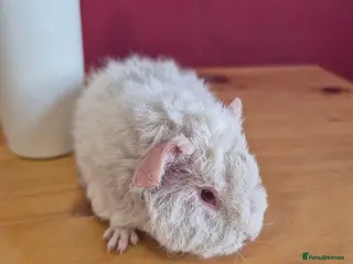 Guinea Pig rodents White and light grey male teddy guinea pig - Advert 2