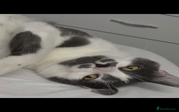 Domestic Shorthair cats for sale: Domestic shorthair cat aged 1 year 3 months - Image 5