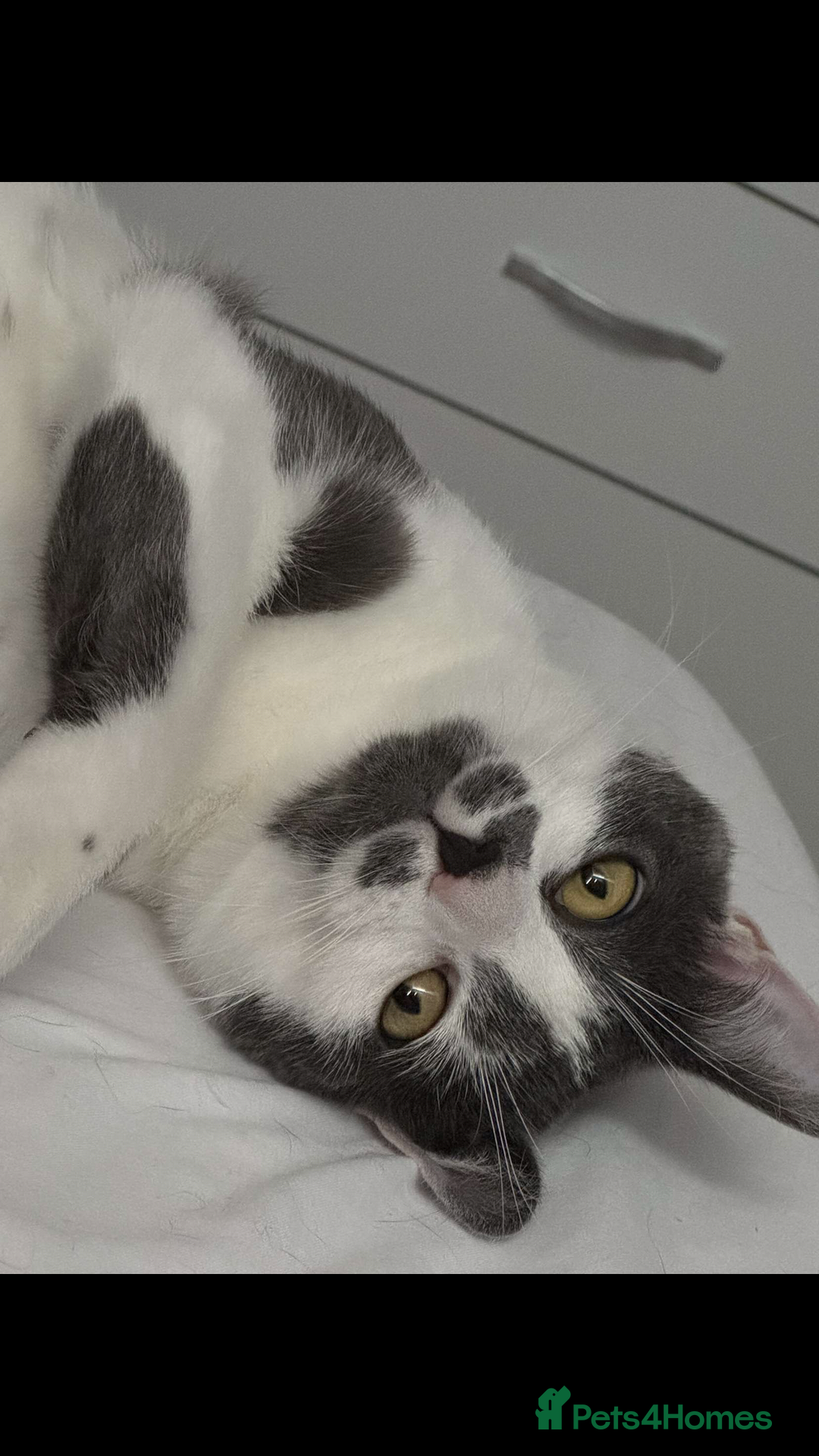 Domestic Shorthair cats for sale: Domestic shorthair cat aged 1 year 3 months - Image 5
