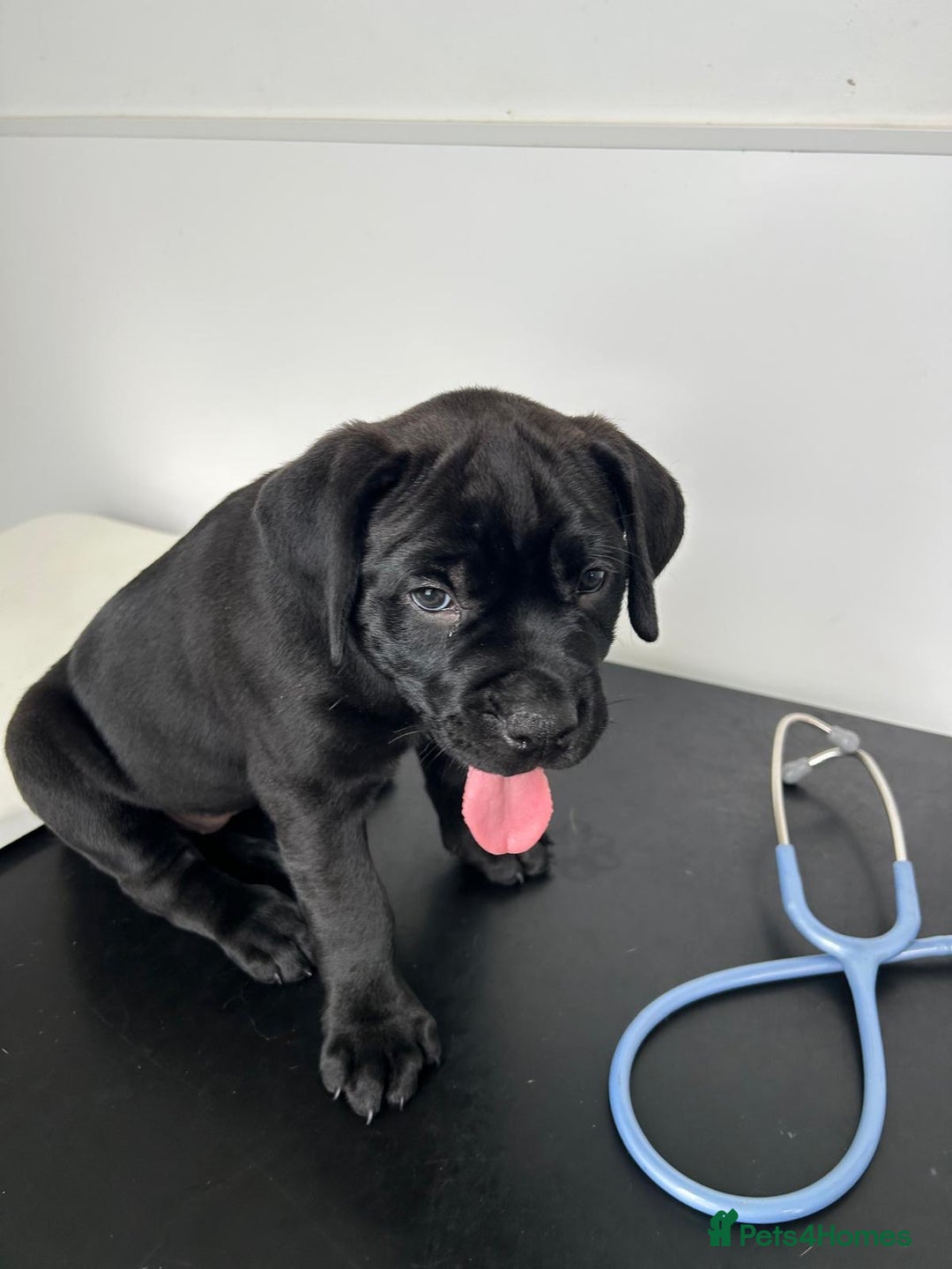 Mixed Breed dogs for sale: Adorable Rottweiler Dogue de Bordeaux x Cane Corso - Image 19