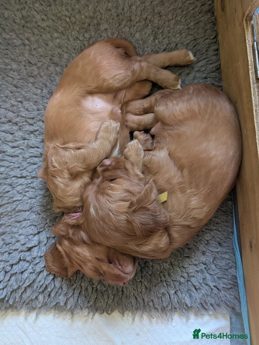 Cocker Spaniel dogs for sale: Adorable healthy Cocker Spaniel puppies - Advert 8