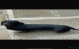 Miniature Dachshund dogs for sale: Peppa  - Image 4