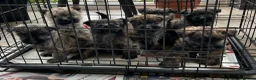 Cairn Terrier dogs for sale: GORGEOUS CAIRN TERRIER PUPPYS - Advert 2