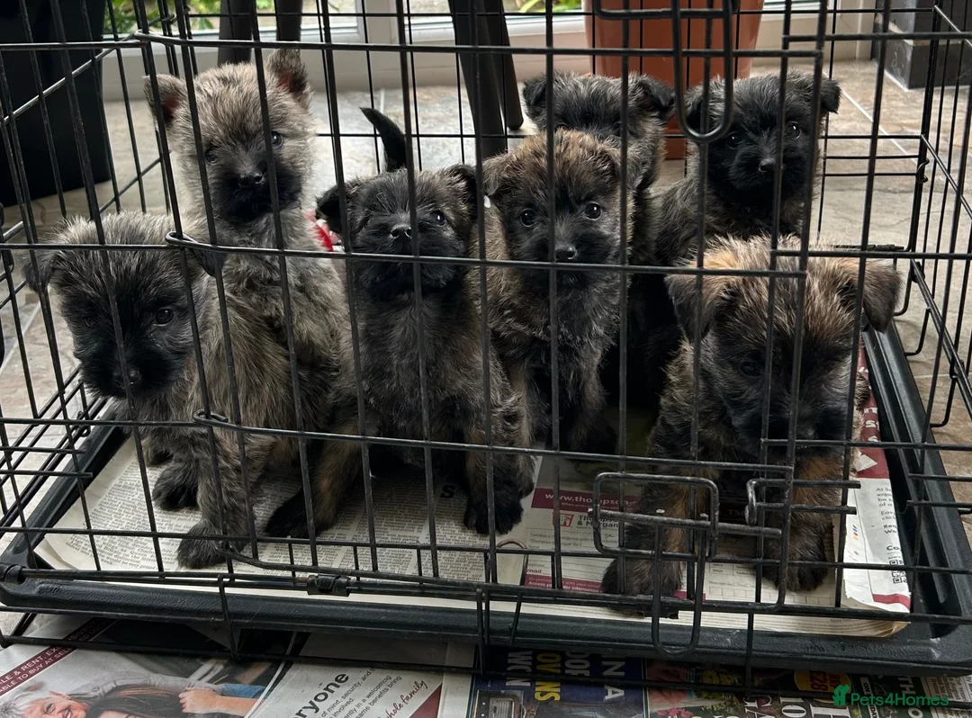 Cairn Terrier dogs for sale: GORGEOUS CAIRN TERRIER PUPPYS - Advert 2