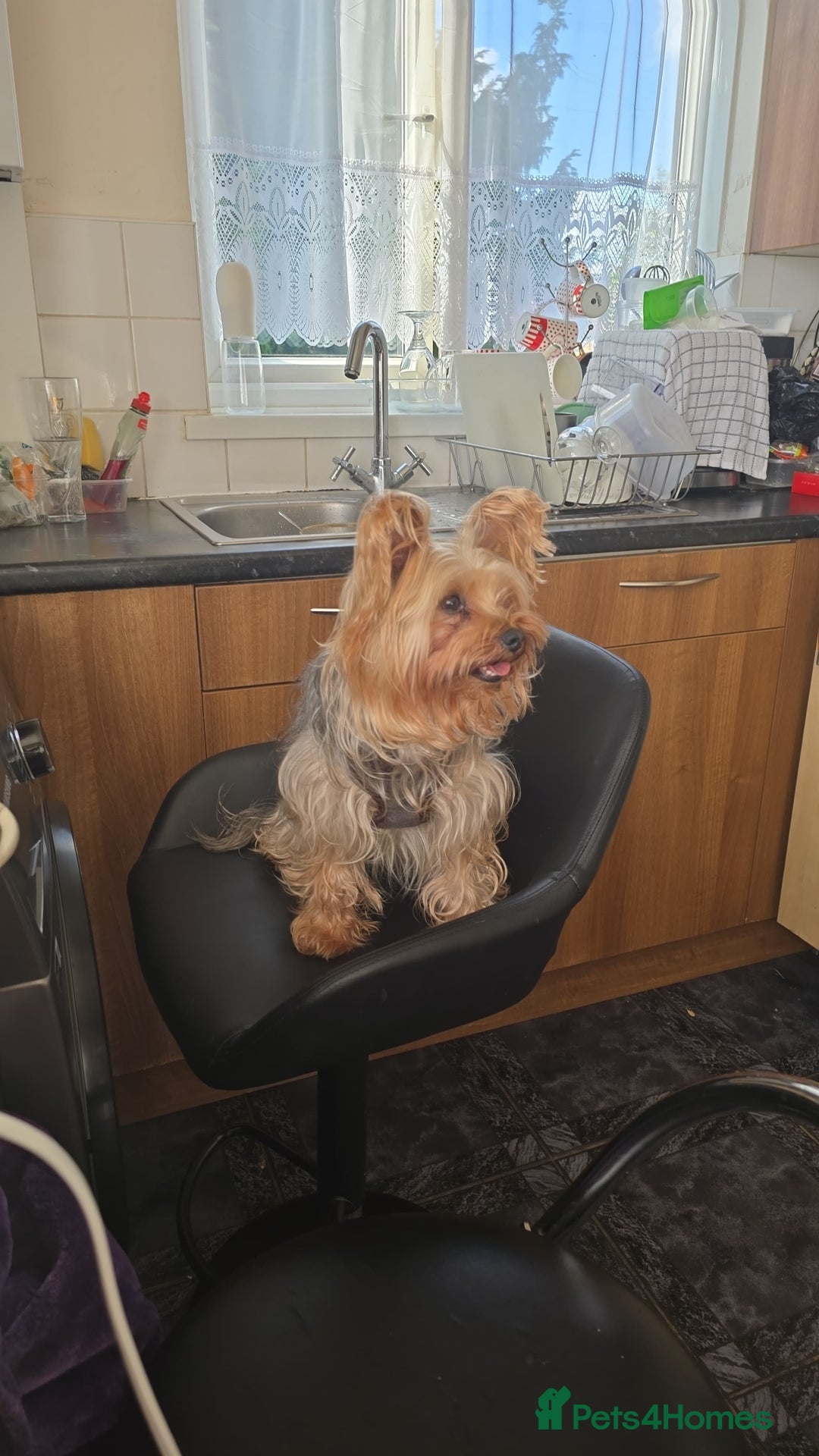 Yorkshire Terrier dogs for sale: Gorgeous  Yorkshire  terrier Luna - Image 2