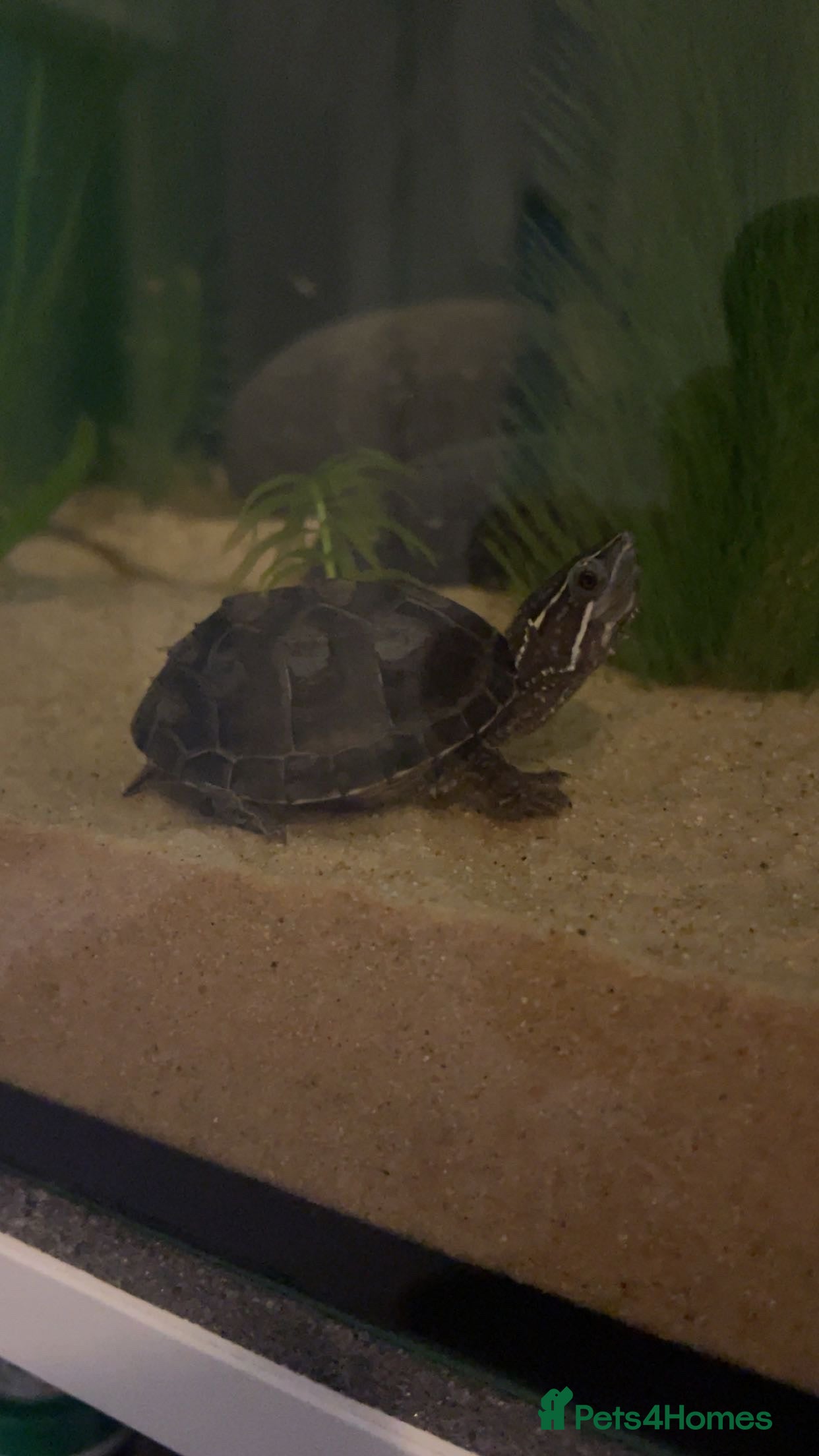 Turtle reptiles Baby musk turtle for sale - Advert 2