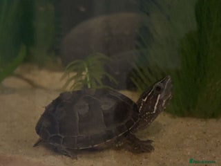 Turtle reptiles Baby musk turtle for sale - Advert 1