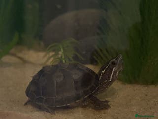Turtle reptiles Baby musk turtle for sale - Advert 7