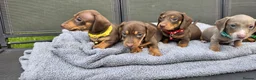 Dachshund dogs for sale: Dacshund Puppies Ready on 27/6!!! - Advert 7