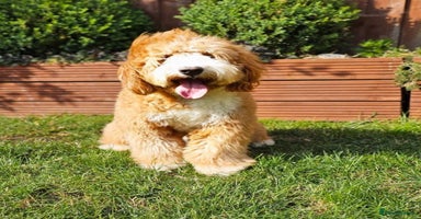 Goldendoodle dogs - Advert 15