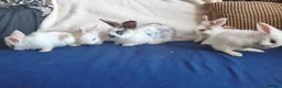 Mixed Breed rabbits for sale: CUTE FRIENDLY BUNNIES READY FOR FOREVER HOMES - Advert 2