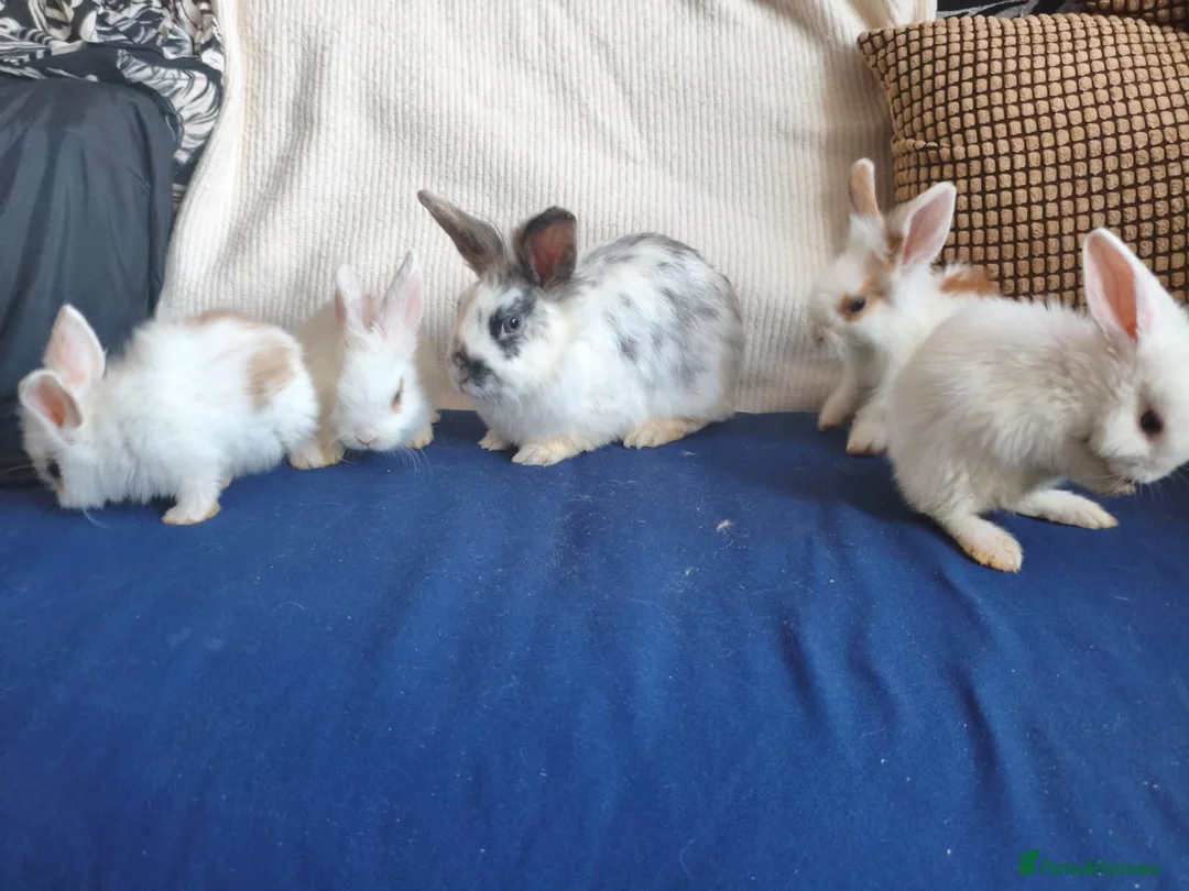 Mixed Breed rabbits for sale: CUTE FRIENDLY BUNNIES READY FOR FOREVER HOMES - Advert 2
