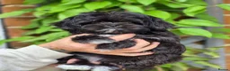 Shih Tzu dogs for sale: Amazing Small Imperial Shih tzu Puppies READY NOW - Advert 5