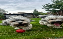 Havanese dogs for stud: Havanese for stud in Feltham - Image 15