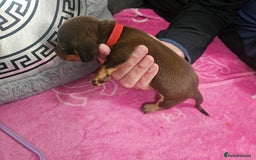 Miniature Dachshund dogs for sale: Miniature dashunds  - Image 6