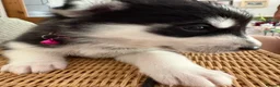 Siberian Husky dogs for sale: Adorable Siberian huskies  in Saint Helens - Advert 5