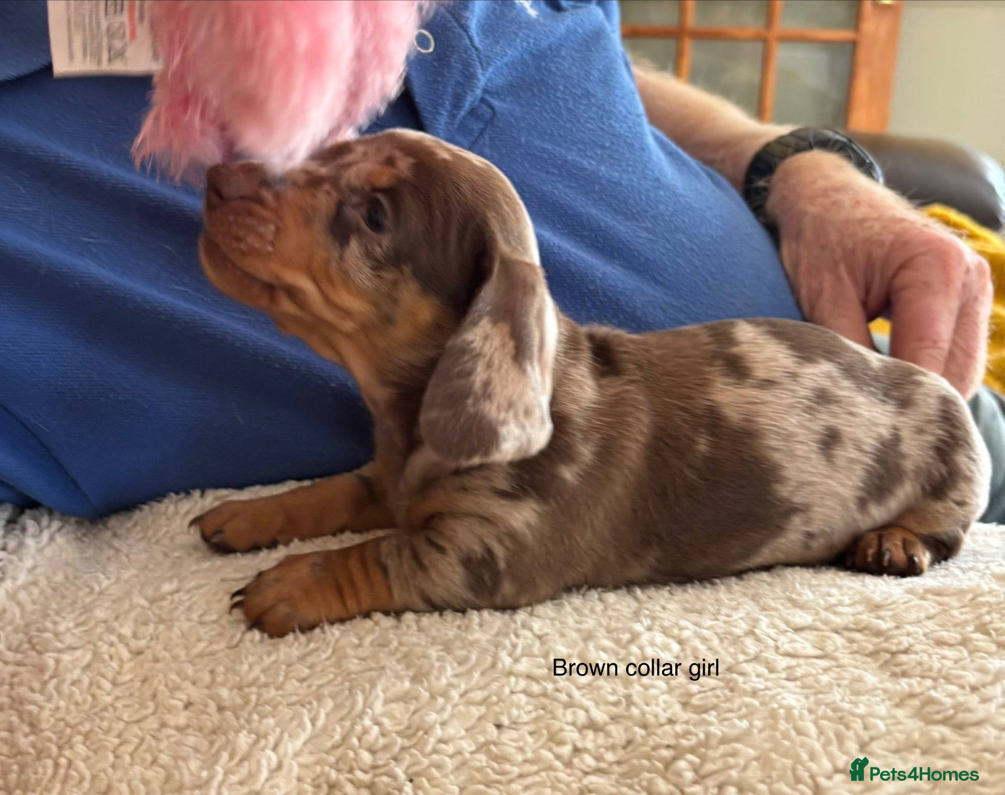 Miniature Dachshund dogs Gorgeous Litter of Miniature Dachshund Puppies - Advert 2