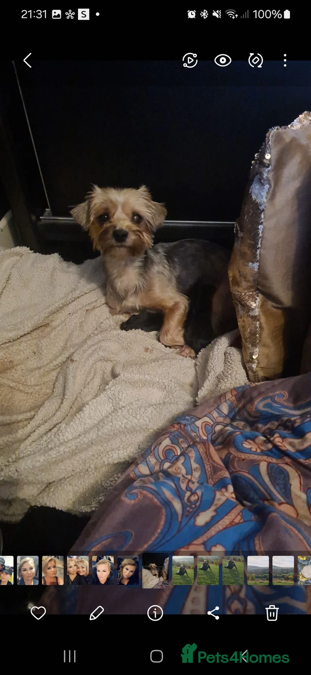 Yorkshire Terrier dogs for sale: Little popys  - Advert 5