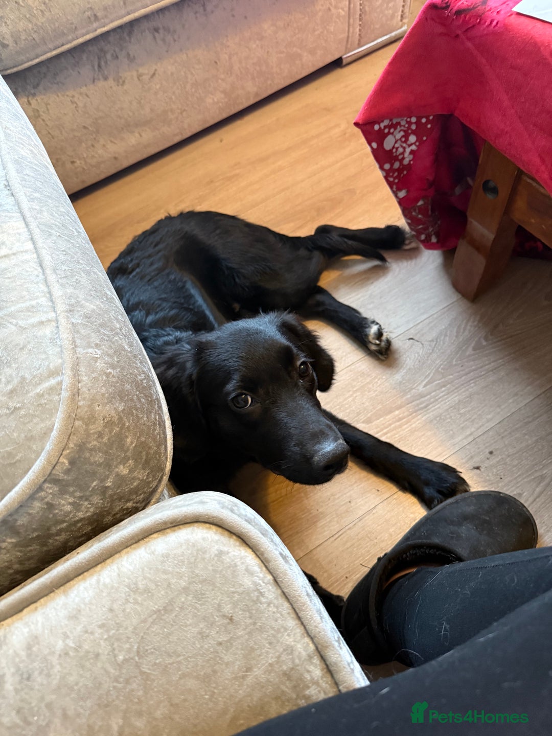 Mixed Breed dogs for sale: Loving girl looking for home - Image 3