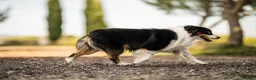 Miniature American Shepherd dogs for sale: Health Tested Miniature American Shepherd Puppy - Advert 3