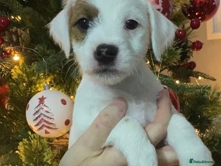 Parson Russell dogs Kc Champion Bred Parson Pups Crufts winning lines - Advert 16