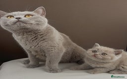 British Shorthair cats for sale: 5 Star - BSH Litter (Two Cinnamon, Fawn & Lilac) - Image 20
