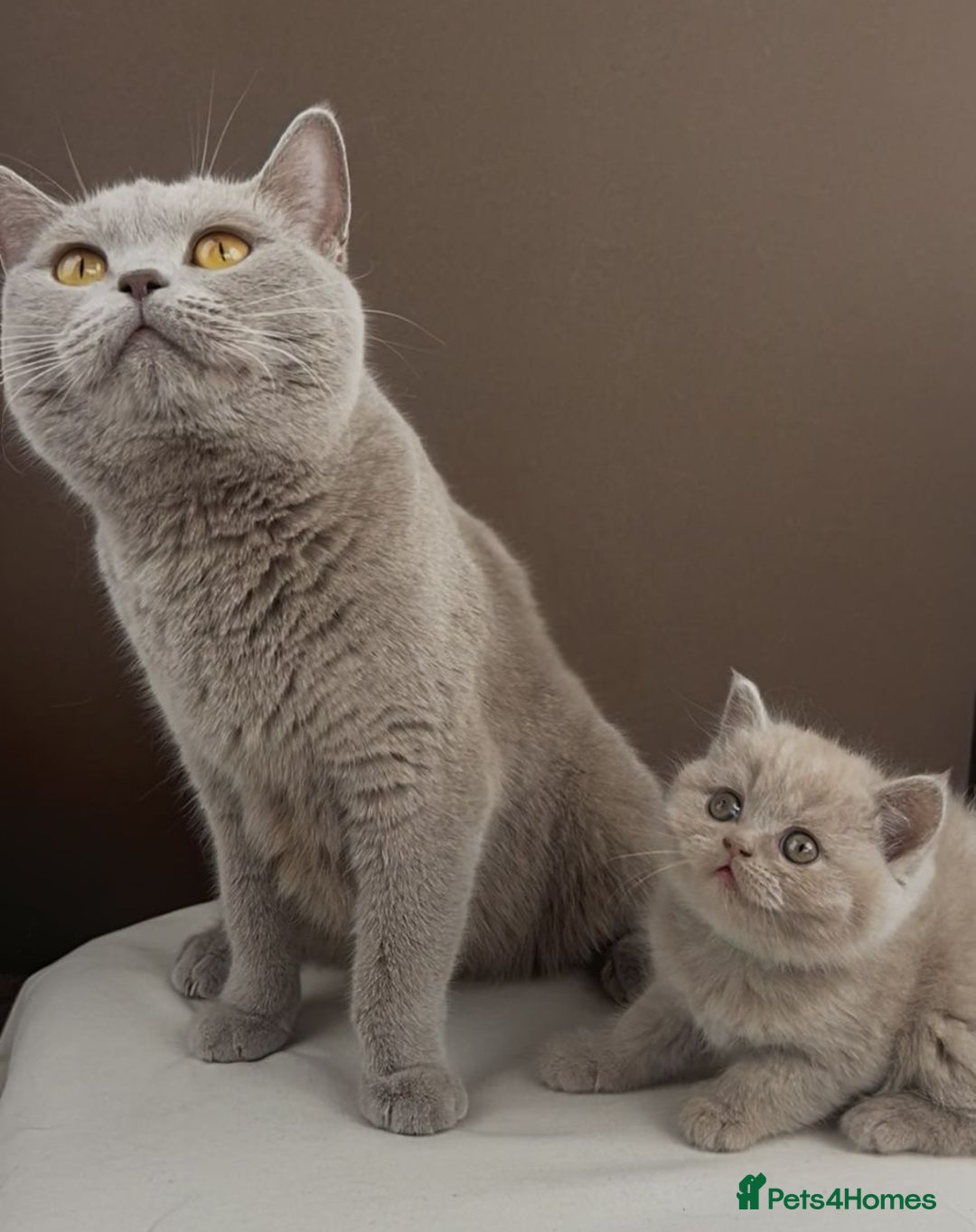 British Shorthair cats for sale: 5 Star - BSH Litter (Two Cinnamon, Fawn & Lilac) - Image 20