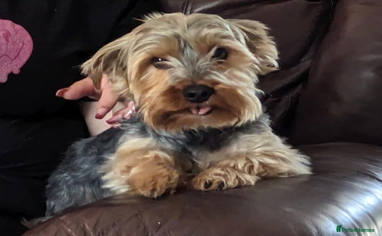 Yorkshire Terrier dogs - Advert 1