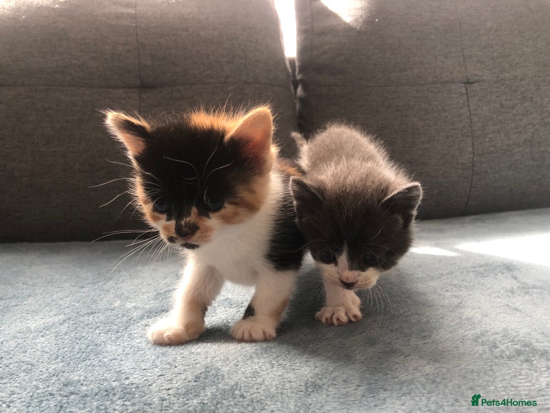 Mixed Breed cats for sale: 5 kittens for sale - Advert 31