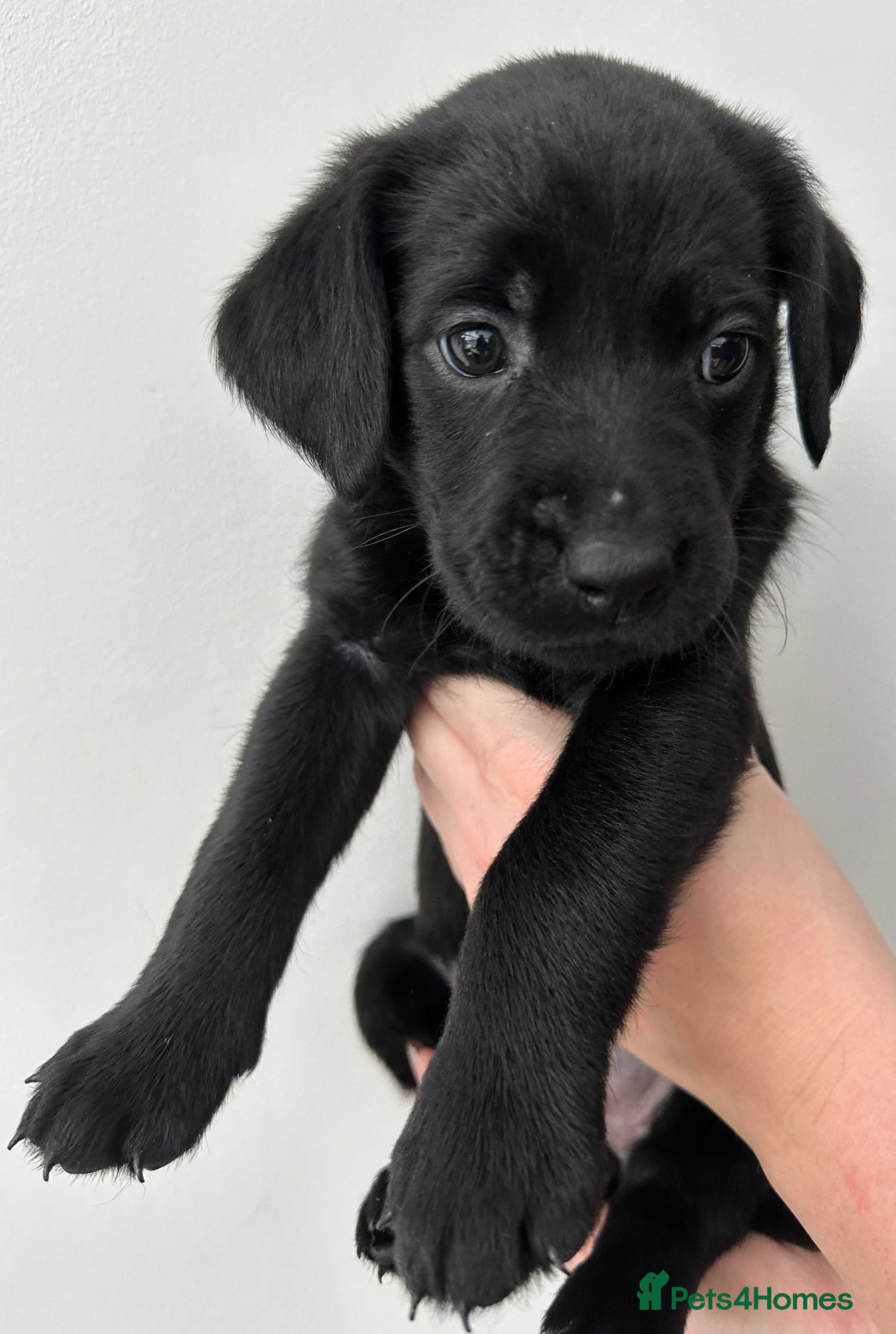 Labrador Retriever dogs Beautiful kc reg black labradors - Advert 1