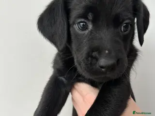 Labrador Retriever dogs Beautiful kc reg black labradors - Advert 3