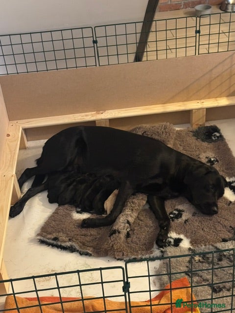 Labrador Retriever dogs KC registered stunning black labradors  - Advert 1